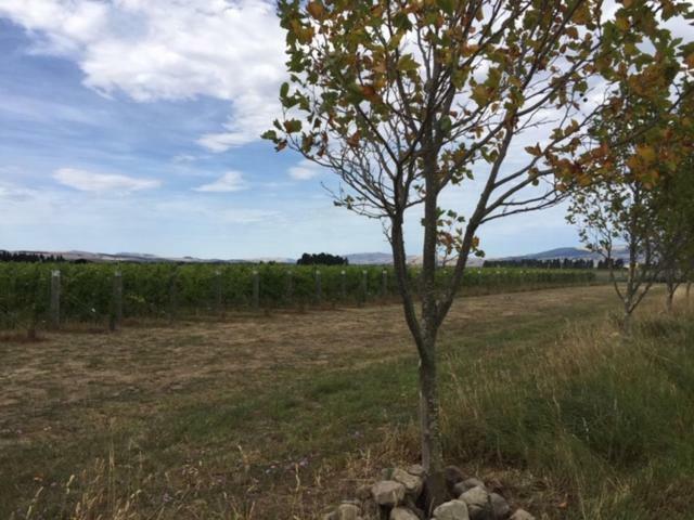 Romantic Vineyard Getaway Waipara Exteriör bild