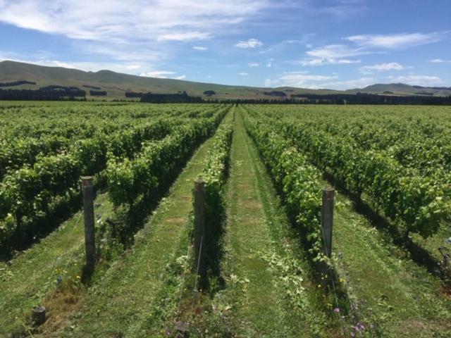 Romantic Vineyard Getaway Waipara Exteriör bild